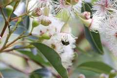 Corymbia ficifolia