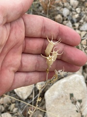 Mentzelia multiflora