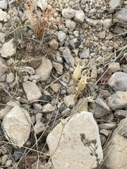 Mentzelia multiflora