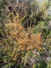 Cuscuta californica