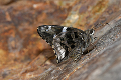 Codatractus arizonensis