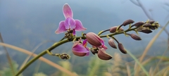 Bletia