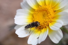 Austroscaeva melanostoma