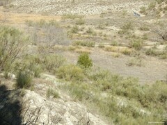 Quercus rotundifolia
