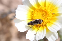 Austroscaeva melanostoma