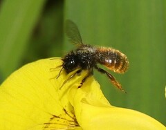 Osmia bicolor