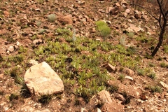 Parinari capensis capensis