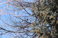 Junco hyemalis montanus