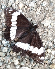 Limenitis weidemeyerii