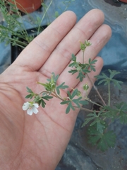 Geranium potentilloides