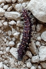 Nymphalini