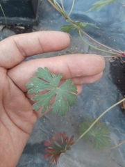 Geranium potentilloides