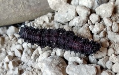 Nymphalini