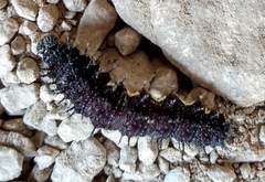 Nymphalini