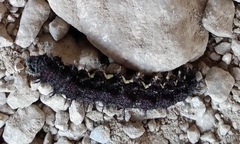 Nymphalini