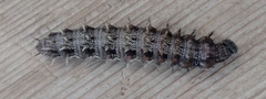 Nymphalini