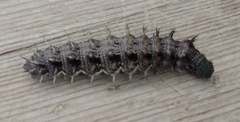 Nymphalini