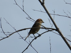 Lanius bucephalus