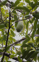 Annona muricata