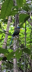 Momotus aequatorialis