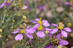 Fagonia chilensis