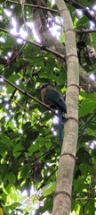 Momotus aequatorialis