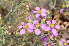 Fagonia chilensis