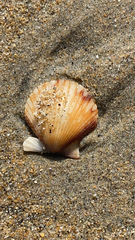 Argopecten ventricosus