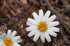 Chaetanthera albiflora