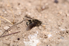 Triploechus heteronevrus