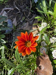 Gazania