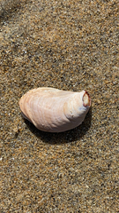 Crepidula fornicata