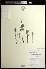 Botrychium neolunaria