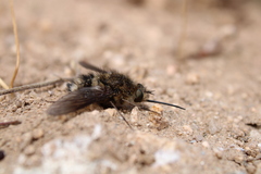 Triploechus heteronevrus