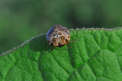 Hypognatha