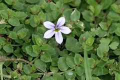Lobelia pedunculata