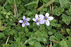 Lobelia pedunculata