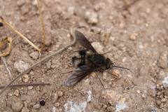 Triploechus heteronevrus