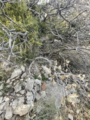 Quercus turbinella
