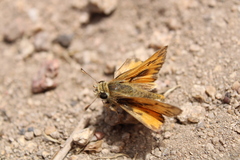 Hylephila fasciolata