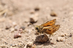 Hylephila fasciolata