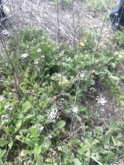 Centaurea melitensis