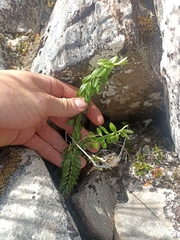 Veronica vernicosa