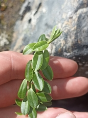 Veronica vernicosa