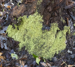 Callicladium imponens