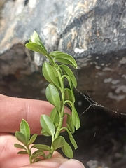 Veronica vernicosa