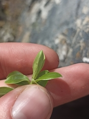 Veronica vernicosa