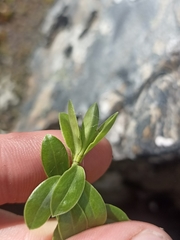 Veronica vernicosa