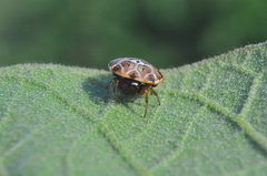 Hypognatha