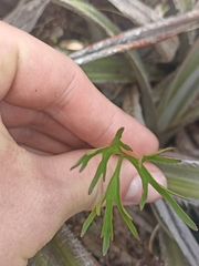 Ranunculus verticillatus